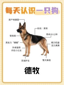 什么狗对主人最忠诚，土狗拉布拉多柯基秋田金毛等都是好伙伴！