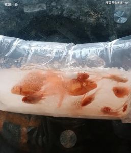 青占鱼为什么叫死人鱼，青鱼凶猛力大被称为索命鱼