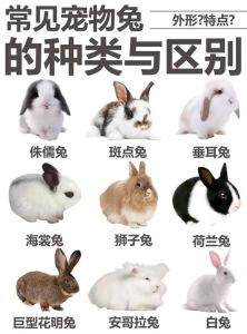 养哪种兔子好，荷兰兔垂耳兔安哥拉兔狮子头道奇兔