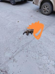 路边的死猫千万别埋，别埋死猫，污染环境，建议火化