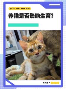 未婚女性养猫会影响生育吗，养猫不影响生育，备孕怀孕注意卫生和弓形虫预防
