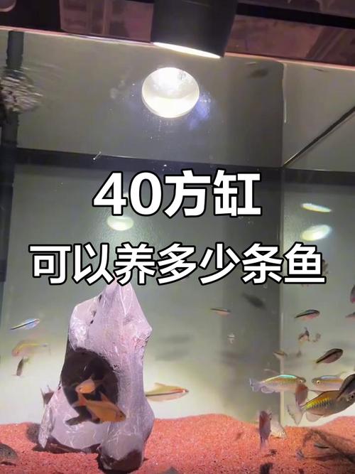 40方缸养什么鱼最漂亮,养灯科鱼鳑鲏鱼,新手易养! 40方缸养什么鱼最漂亮,养灯科鱼鳑鲏鱼,新手易养!