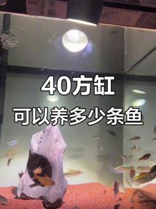 40方缸养什么鱼最漂亮，养灯科鱼鳑鲏鱼，新手易养！