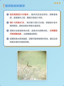 泥鳅吃金鱼的粪便吗，泥鳅吃金鱼便便吗？鱼缸清洁小能手！