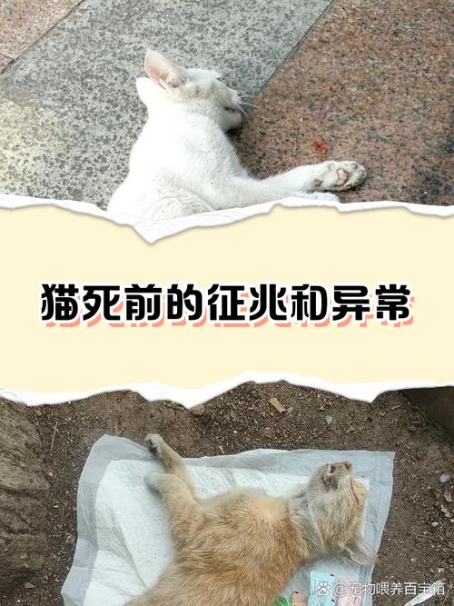 猫被遗弃猫自己知道么，可怜流浪猫，别抛弃，耐心领养更幸福