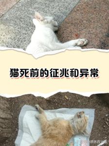 猫被遗弃猫自己知道么，可怜流浪猫，别抛弃，耐心领养更幸福