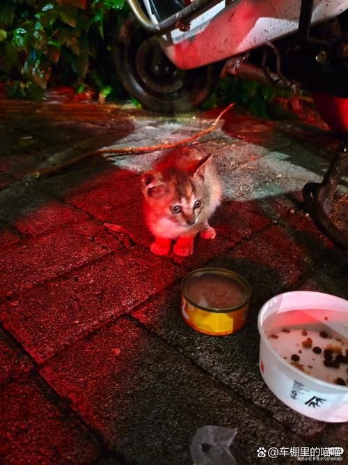 农村深夜有猫叫千万别出去，夜里猫叫莫出门，安全第一别逞能