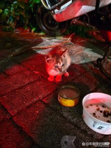 农村深夜有猫叫千万别出去，夜里猫叫莫出门，安全第一别逞能