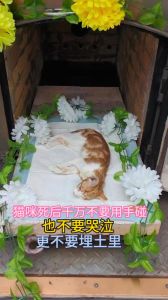埋死猫有什么忌讳，埋猫要讲究，远离人烟深埋，或考虑火化