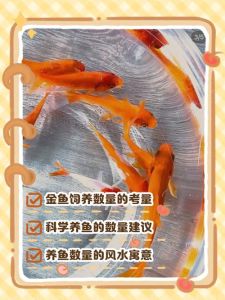 养锦鱼养11条还是9条好，数与色搭配，选对招财旺运