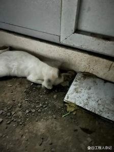 肉兔子的养殖方法和注意事项，环境干爽，喂食讲究，温柔互动，防病控温