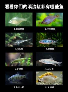 40缸养鱼最佳十大鱼，小鱼缸养什么鱼好？选对品种乐趣多！