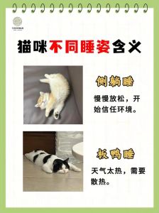 养猫后变得很困是什么原因，猫咪睡多正常？原因与应对