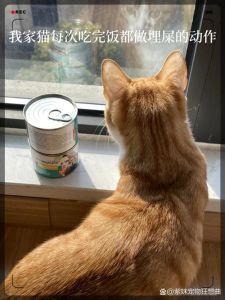 猫咪凭空埋是动作意味着什么，我家猫总把猫粮扒拉藏起来？