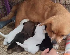狗狗谁喂他就是主人吗，狗狗认主人，关键在陪伴和互动，多花时间陪它