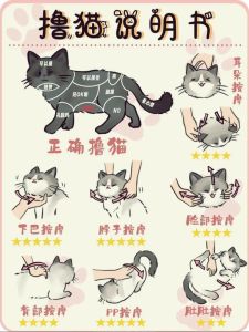 找猫小技巧，走丢橘猫煤球？别慌，教你几招快速找回！