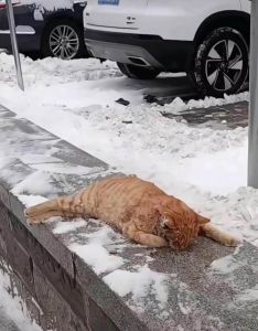 室外猫多少度会被冻死，猫冷死了？保暖窝毯子衣，猫冬暖和点
