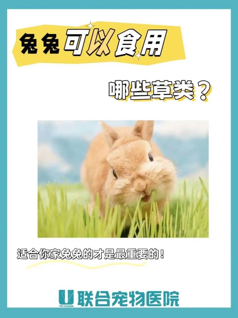 属兔的能吃兔子吗，属兔怕吃兔肉？营养与心理，自己决定！