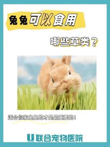 属兔的能吃兔子吗，属兔怕吃兔肉？营养与心理，自己决定！