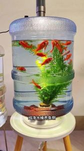 放了很久后的农夫山泉能养鱼吗，水好也要增氧，鱼缸大小和种类也关键