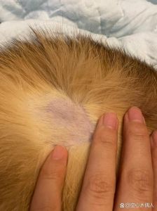 猫背上鼓了个包一个星期还没消，猫咪背鼓包不消？快检查！