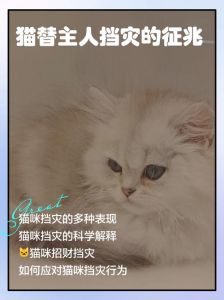算命猫丢了在哪个方位，自家猫咪失踪，诚寻线索，悬赏有谢！