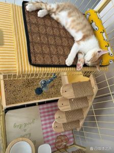 笼养猫一天放出来多久，养猫多久放笼外？专家建议每天至少2小时