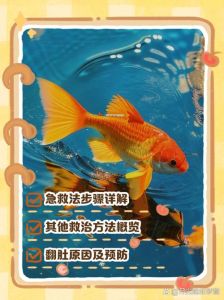 鱼没死为什么翻白肚皮，鱼翻肚皮怎么办？缺氧或鱼鳔问题需注意！