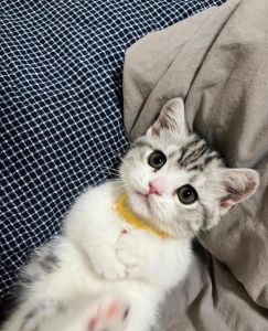 美短起司猫好养吗，高颜值黏人猫，新手友好易打理？