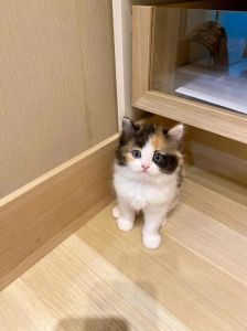 三花猫真的能招财吗，温顺亲人好伙伴