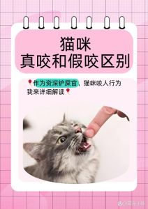 被家养猫咬了怎么判断没事，被猫咬伤怎么办？伤口处理与狂犬疫苗须知