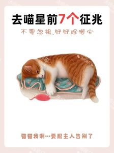 猫咪头七不开门会有影响吗，猫咪头七回来？科学说说如何处理后事和告别