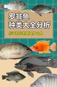 罗非鱼属于热带鱼种吗，热带鱼？生态杀手？