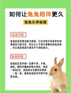 家兔寿命一般多少年，养好小兔能活很久！