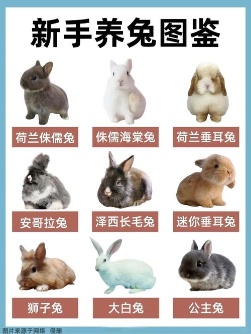 一般宠物兔多少钱一只,养兔贵不贵?品种大小公母都影响,真准备好了吗? 一般宠物兔多少钱一只,养兔贵不贵?品种大小公母都影响,真准备好了吗?