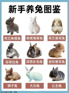 一般宠物兔多少钱一只，养兔贵不贵？品种大小公母都影响，真准备好了吗？