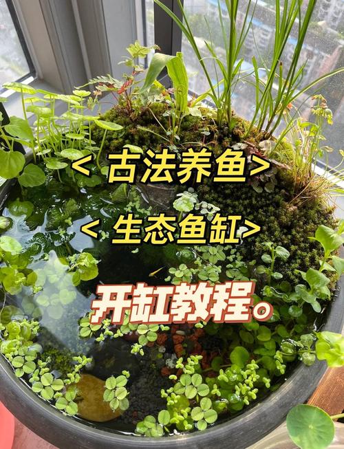 50缸可以养3种鱼吗，选对鱼缸大小，养鱼才轻松