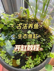 50缸可以养3种鱼吗，选对鱼缸大小，养鱼才轻松