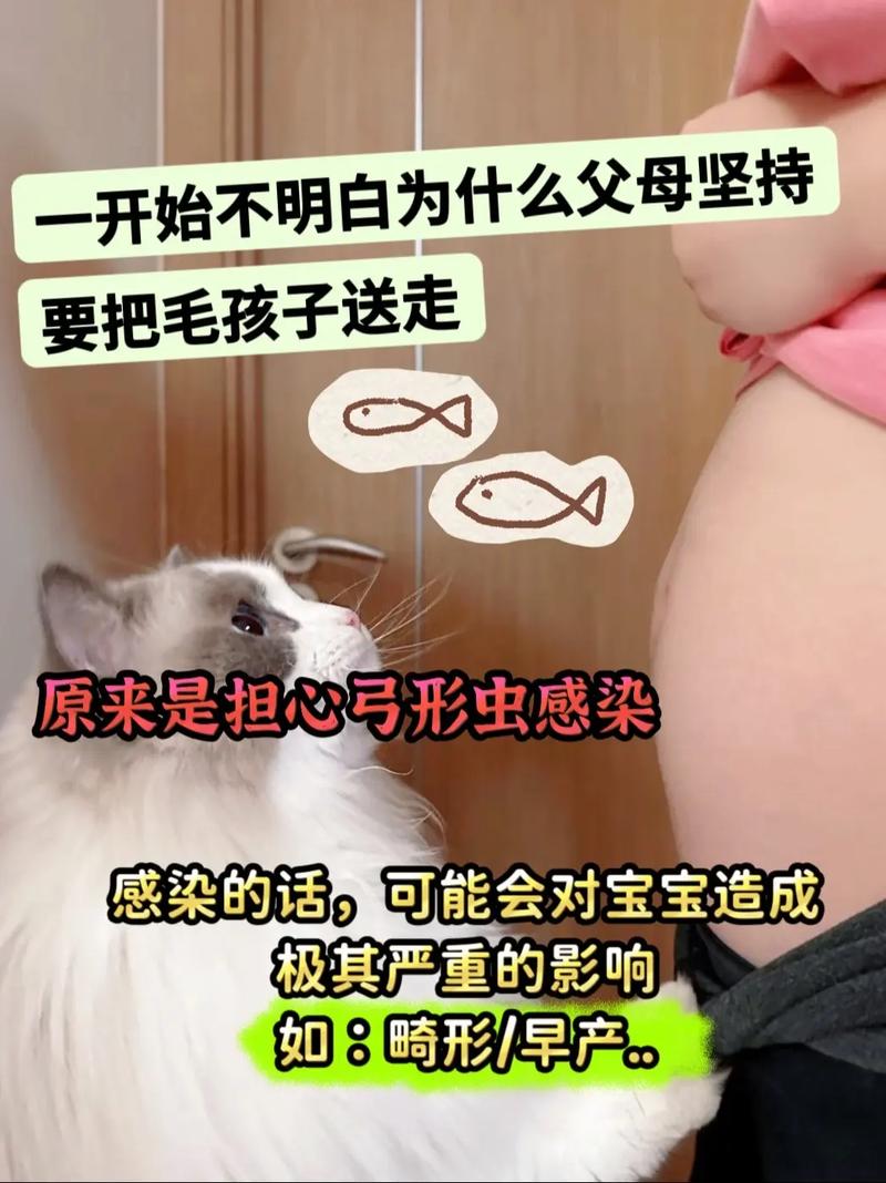 宠物猫没有弓形虫孕妇可以养吗，孕妇养猫怕弓形虫？勤清理猫砂定期检查就好！