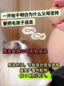 宠物猫没有弓形虫孕妇可以养吗，孕妇养猫怕弓形虫？勤清理猫砂定期检查就好！