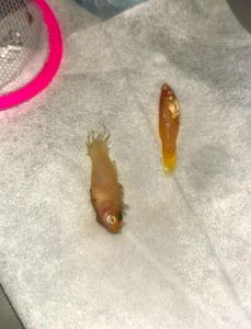 鱼老死前的征兆，食欲不振不爱动浮头体色变差，速救！