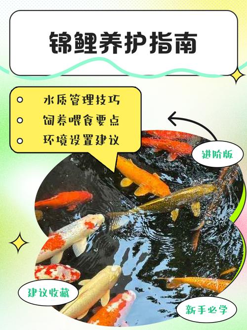 如何把鱼养好养活,水质喂食温度,轻松养好鱼! 如何把鱼养好养活,水质喂食温度,轻松养好鱼!