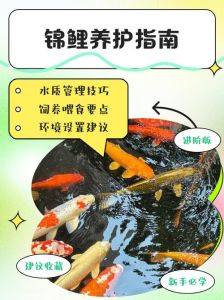 如何把鱼养好养活，水质喂食温度，轻松养好鱼！