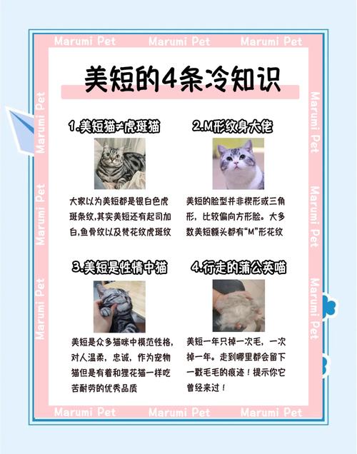 美短起司猫性格多久不爱叫，幼猫爱叫正常，美短起司猫温顺独立叫得少