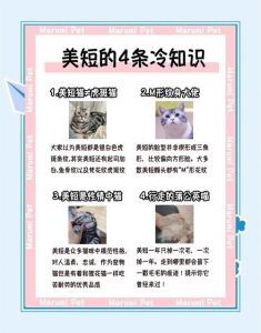 美短起司猫性格多久不爱叫，幼猫爱叫正常，美短起司猫温顺独立叫得少