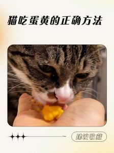 猫咪吃熟蛋黄的好处，喂熟蛋黄，猫咪毛发亮泽健康！