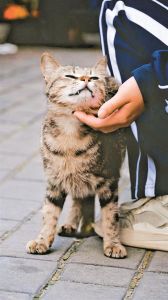 大学生养猫，大学生宿舍养猫，毕业弃养，猫咪无家可归