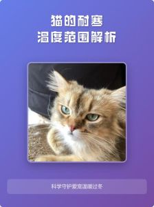 小猫耐寒多少度，小猫怕冷咋办？保暖喂食要注意！