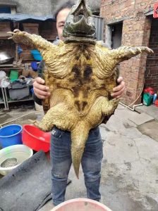 鳄龟属于两栖动物吗，爬行动物入侵，本地生态遭殃！