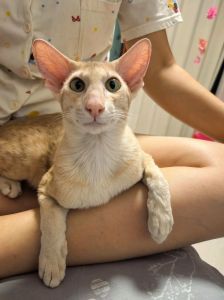 东方短毛猫算不算名猫，精灵脸，聪明又黏人